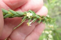 Struthiola striata