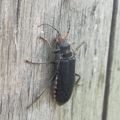 Cantharis tristis