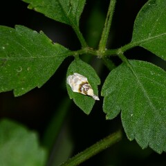 Callimima lophoptera