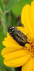 Acmaeodera haemorrhoa