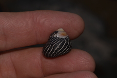 Austrocochlea porcata