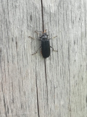 Cantharis tristis