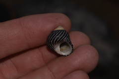 Austrocochlea porcata