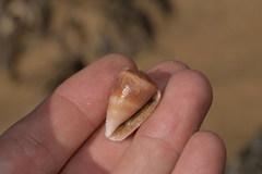 Conus aplustre