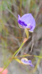 Disa purpurascens