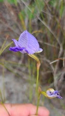 Disa purpurascens