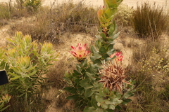 Protea eximia