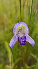 Disa purpurascens