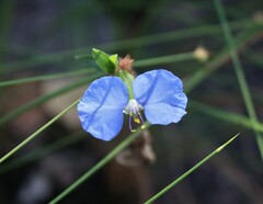 Commelina ensifolia