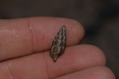 Batillaria australis