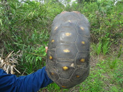 Chelonoidis carbonarius