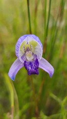 Disa purpurascens