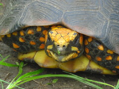 Chelonoidis carbonarius