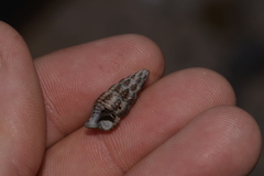 Batillaria australis