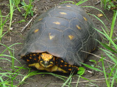 Chelonoidis carbonarius