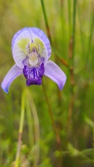 Disa purpurascens