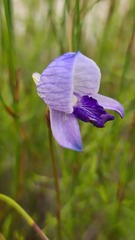 Disa purpurascens
