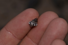 Nodilittorina pyramidalis