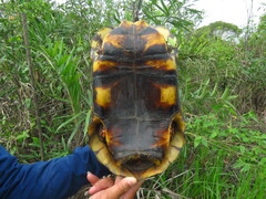 Chelonoidis carbonarius