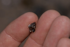 Nodilittorina pyramidalis