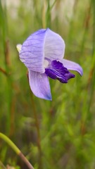 Disa purpurascens