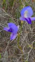Disa purpurascens