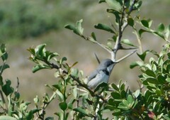 Apalis thoracica