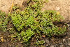 Lepidium didymum