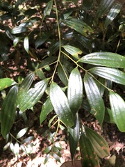 Cinnamomum subavenium