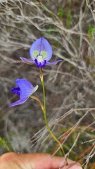 Disa purpurascens