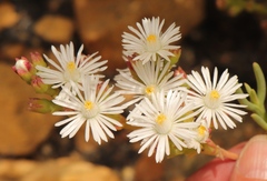 Ruschia multiflora