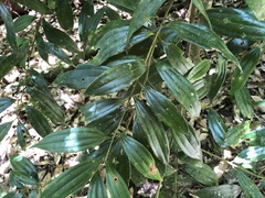Cinnamomum subavenium