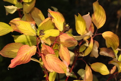 Cornus alba