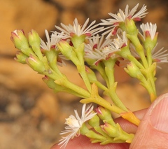 Ruschia multiflora