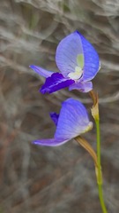 Disa purpurascens