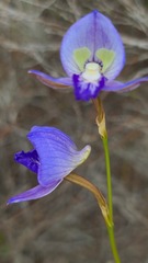 Disa purpurascens
