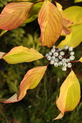 Cornus alba