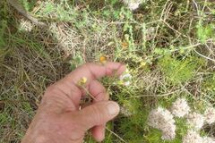 Aspalathus retroflexa