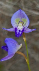 Disa purpurascens