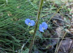 Commelina ensifolia