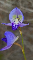 Disa purpurascens