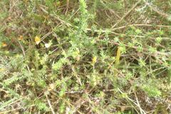 Aspalathus retroflexa