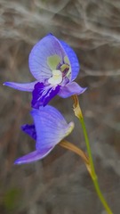 Disa purpurascens