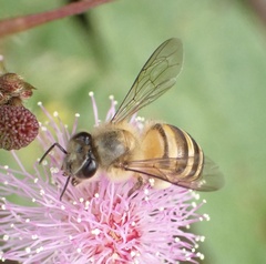 Apis nigrocincta