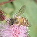 Black-banded Honey Bee - Photo no rights reserved, uploaded by Jean-Paul Boerekamps