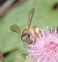 Apis nigrocincta