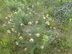 Leucospermum truncatulum