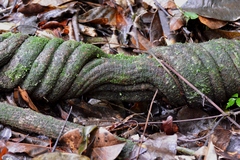 Davilla rugosa