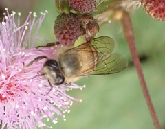 Apis nigrocincta