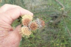 Leucospermum truncatulum